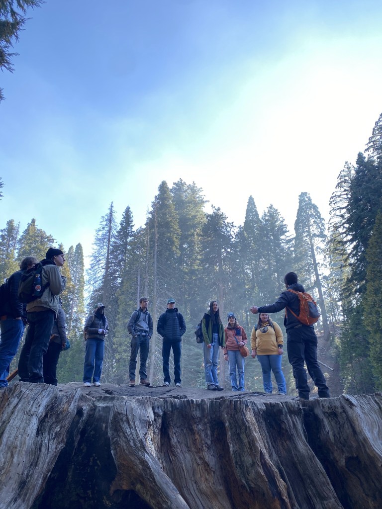Teaching about logging history of giant sequoias on the Mark Twain stump, Kings Canyon National Park, California, 2025. Photo by Emily Roehl.